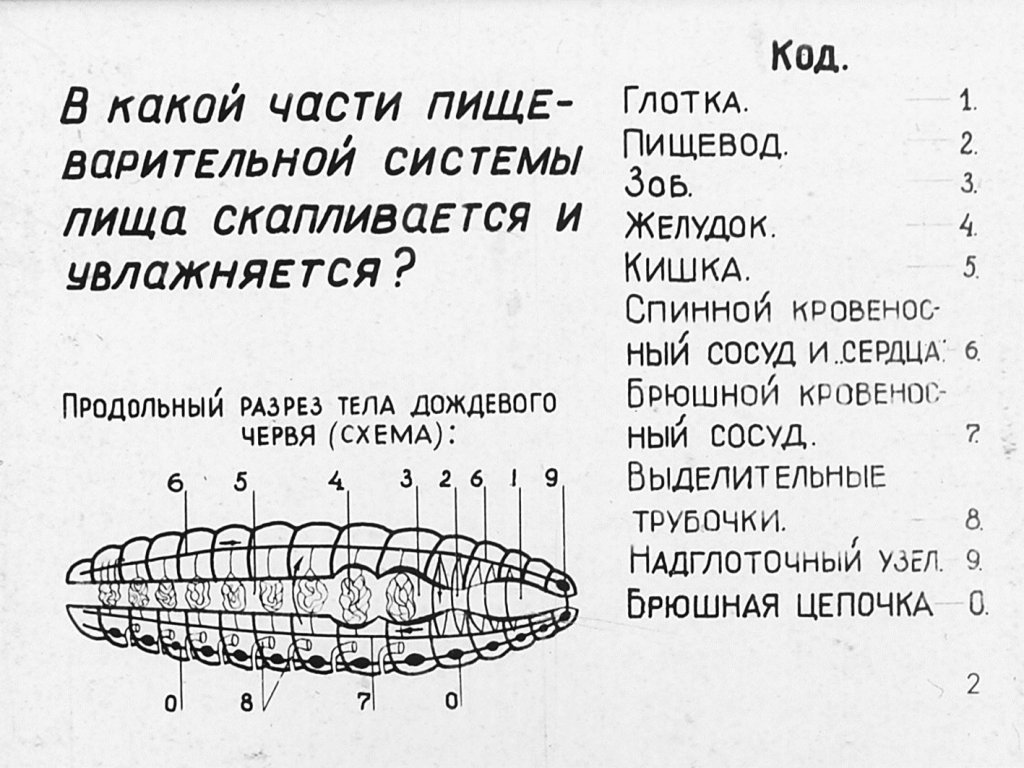 Кадр 2 диафильма «Внутреннее строение дождевого червя»