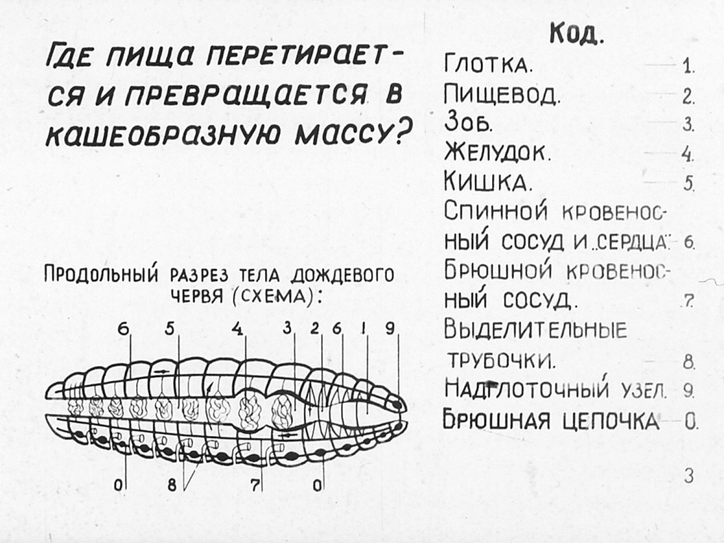 Кадр 3 диафильма «Внутреннее строение дождевого червя»