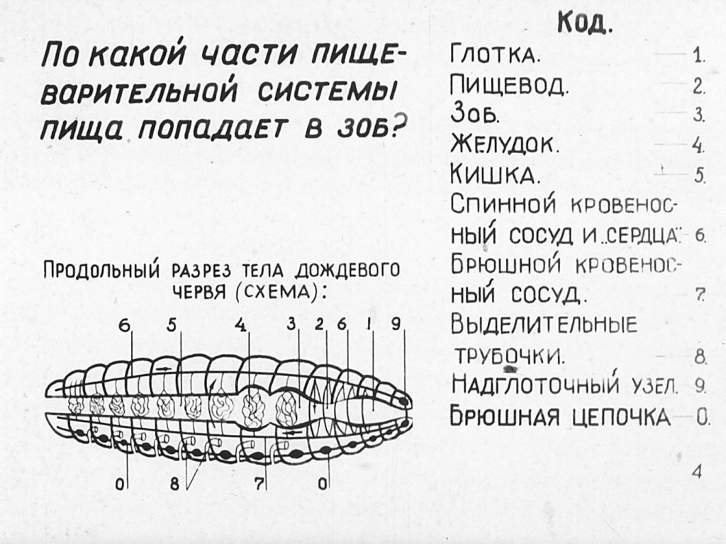 Кадр 4 диафильма «Внутреннее строение дождевого червя»
