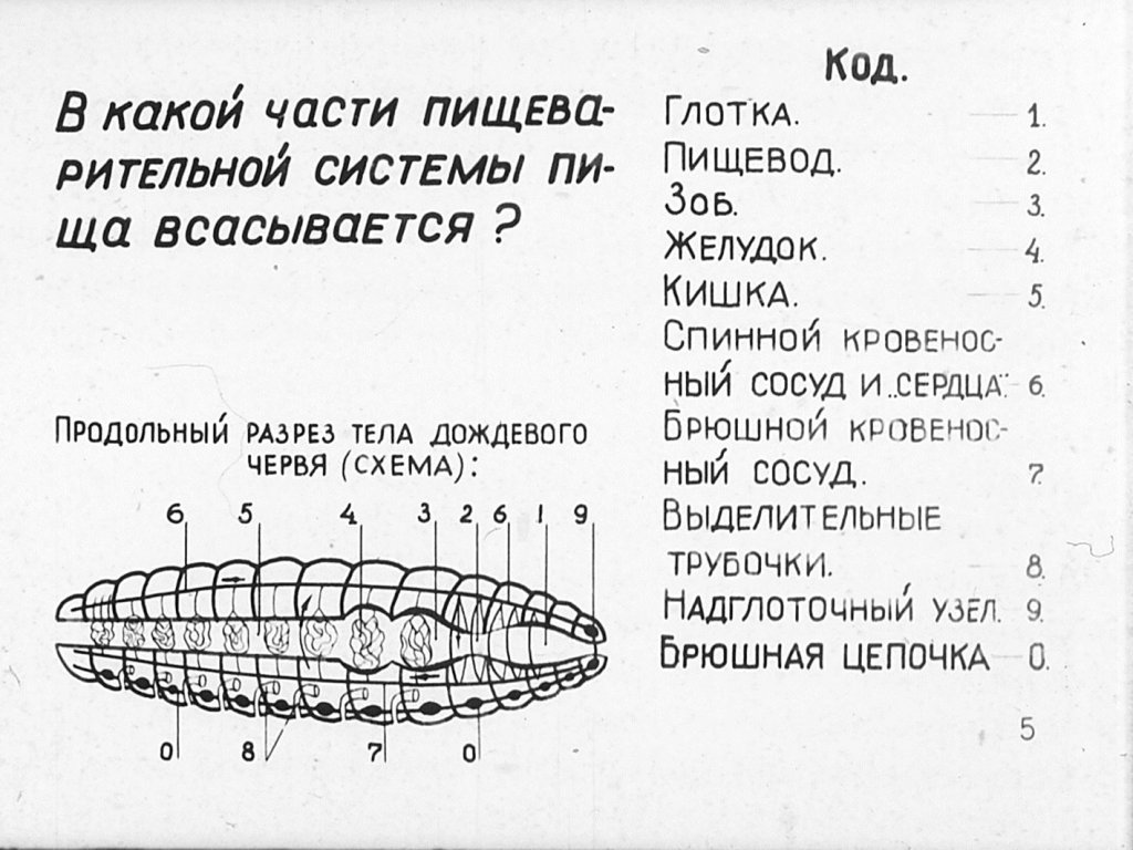 Кадр 5 диафильма «Внутреннее строение дождевого червя»