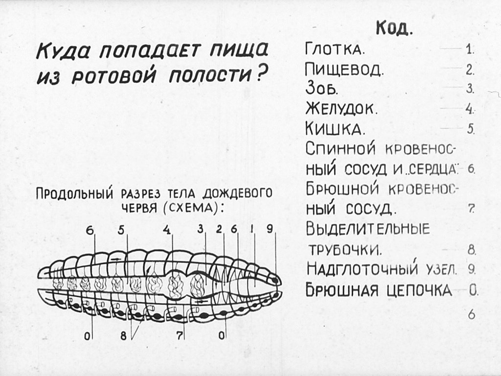 Кадр 6 диафильма «Внутреннее строение дождевого червя»