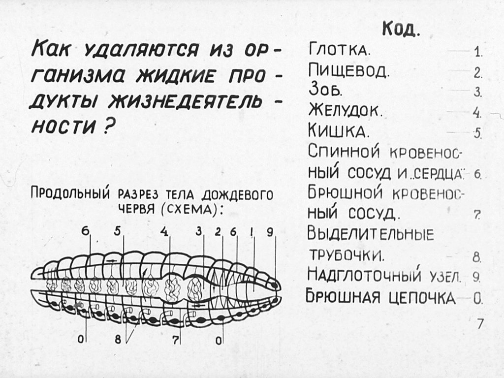 Кадр 7 диафильма «Внутреннее строение дождевого червя»