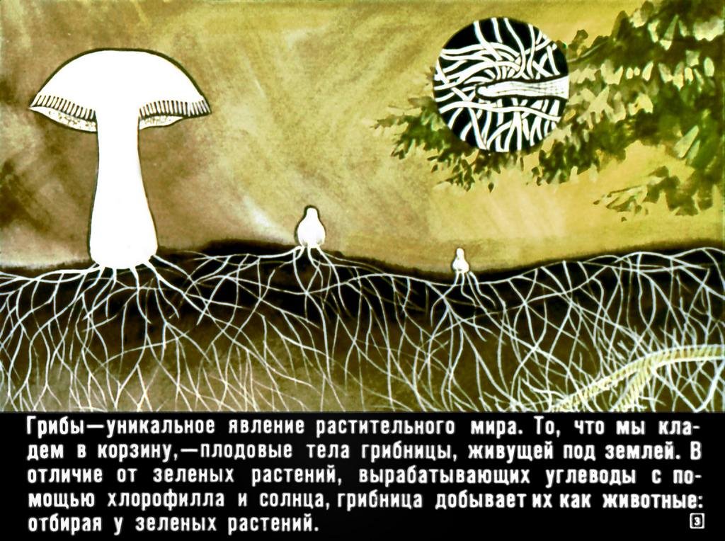 Кадр 3 диафильма «Азбука грибника»