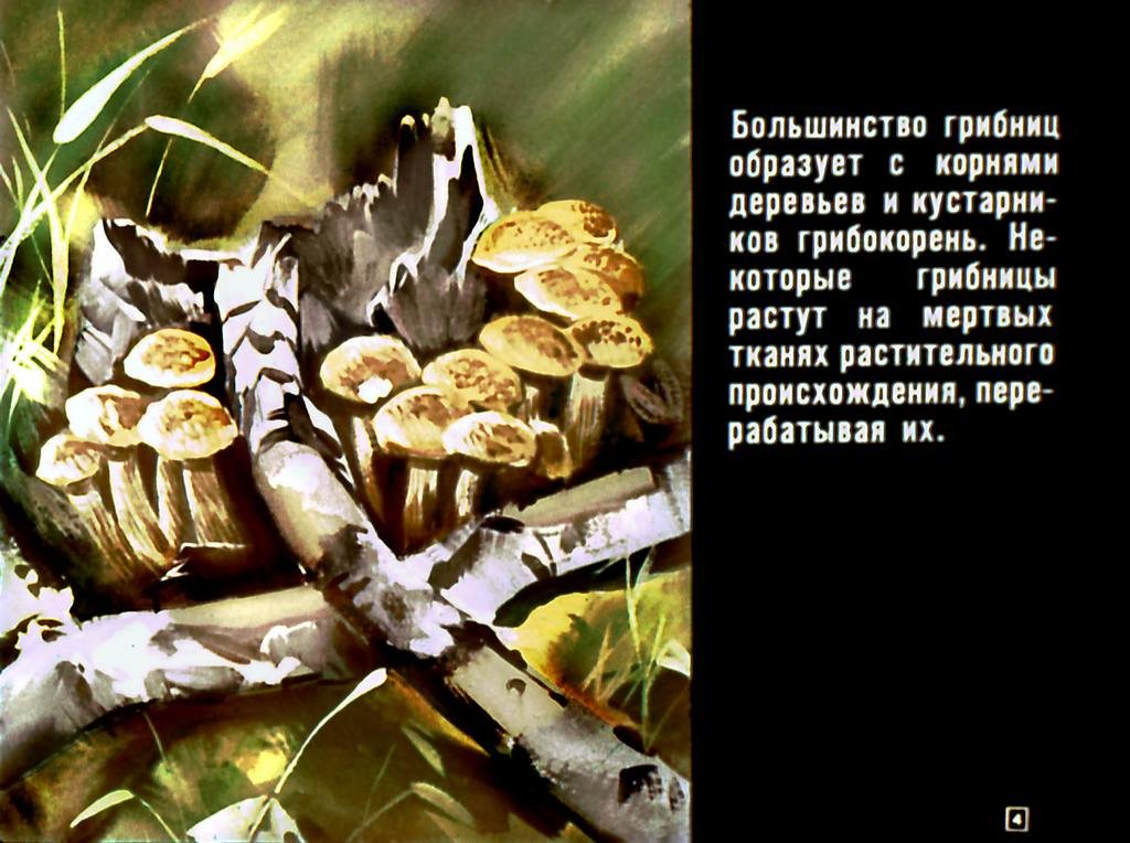 Кадр 4 диафильма «Азбука грибника»