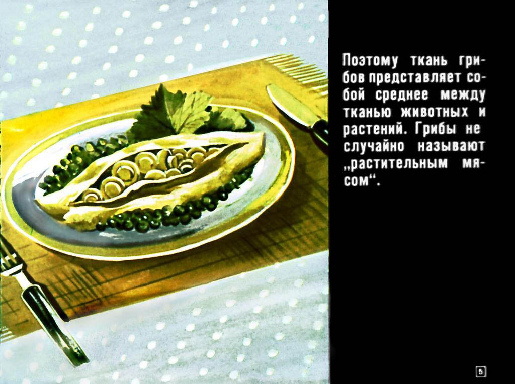 Кадр 5 диафильма «Азбука грибника»
