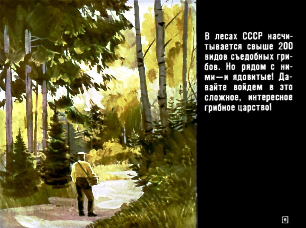 Кадр 6 диафильма «Азбука грибника»