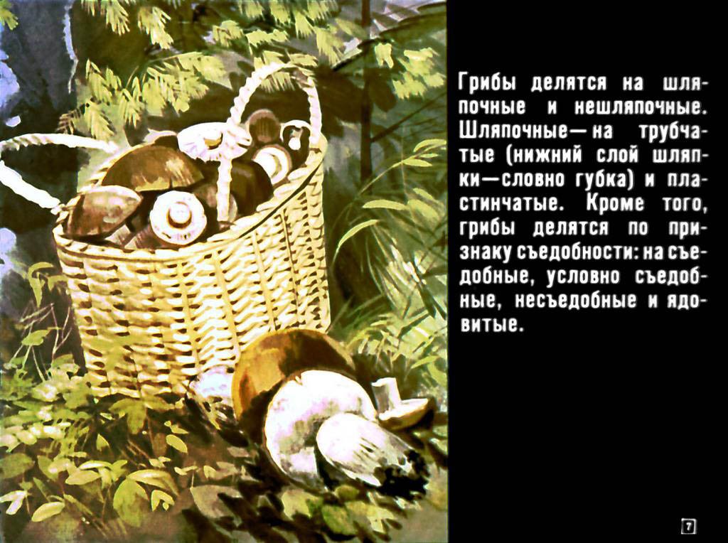 Кадр 7 диафильма «Азбука грибника»