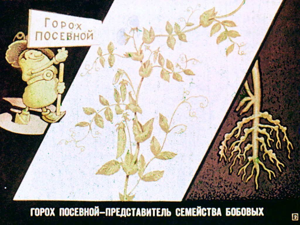 Кадр 2 диафильма «Семейство бобовые»