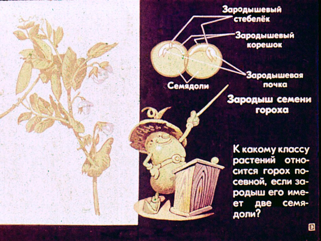 Кадр 3 диафильма «Семейство бобовые»