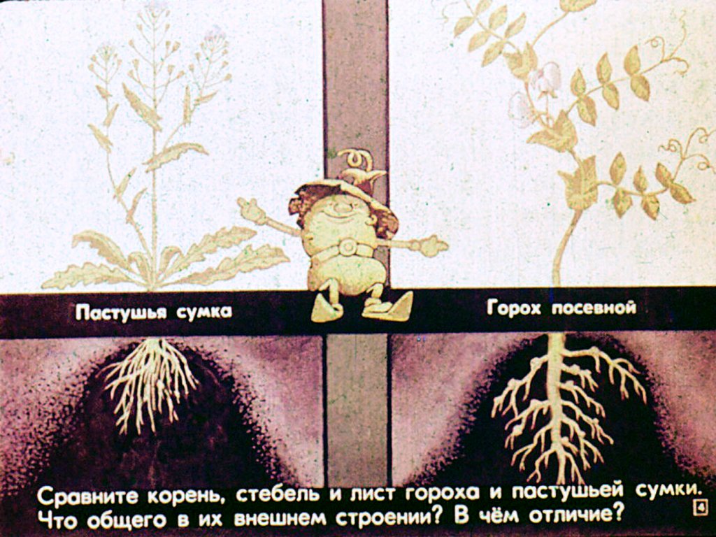 Кадр 4 диафильма «Семейство бобовые»