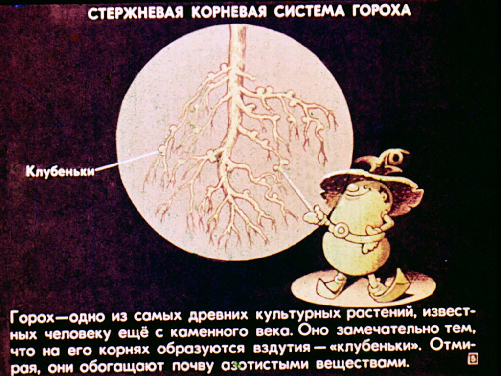 Кадр 5 диафильма «Семейство бобовые»