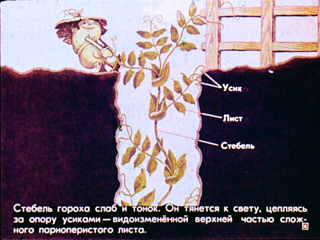 Кадр 6 диафильма «Семейство бобовые»