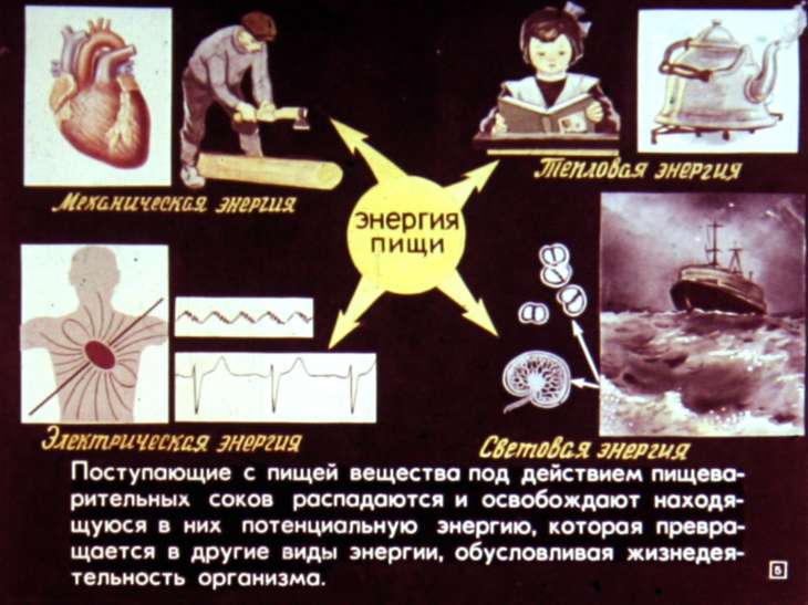 Кадр 5 диафильма «Питание и пищеварение»