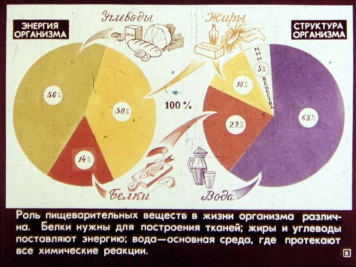 Кадр 6 диафильма «Питание и пищеварение»