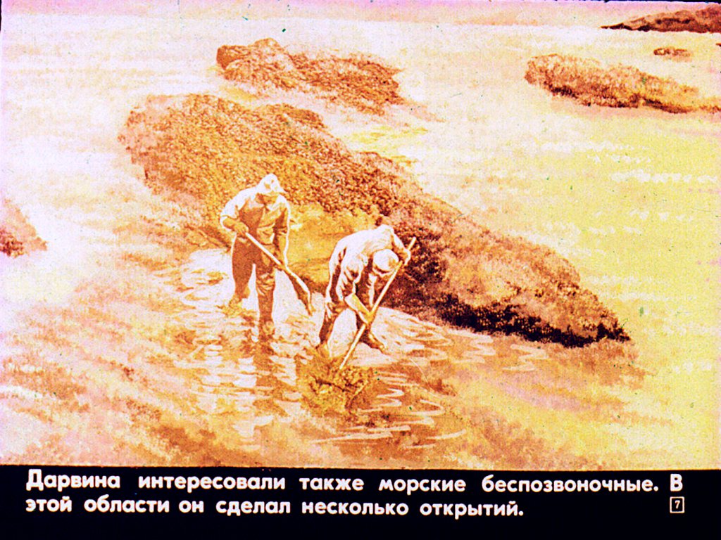 Кадр 7 диафильма «Жизнь и деятельность Чарлза Дарвина»
