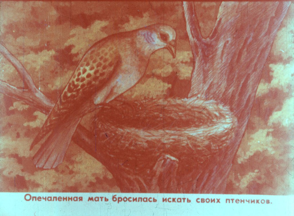 Кадр 5 диафильма «Горлица»