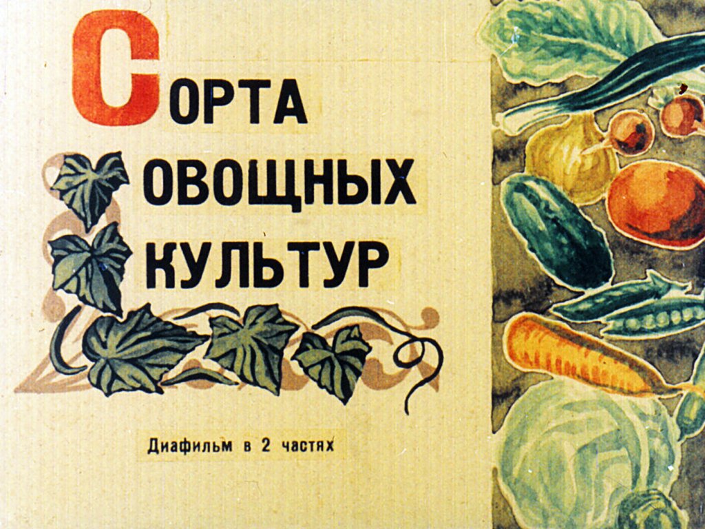 Кадр 1 диафильма «Сорта овощных культур. Часть1»