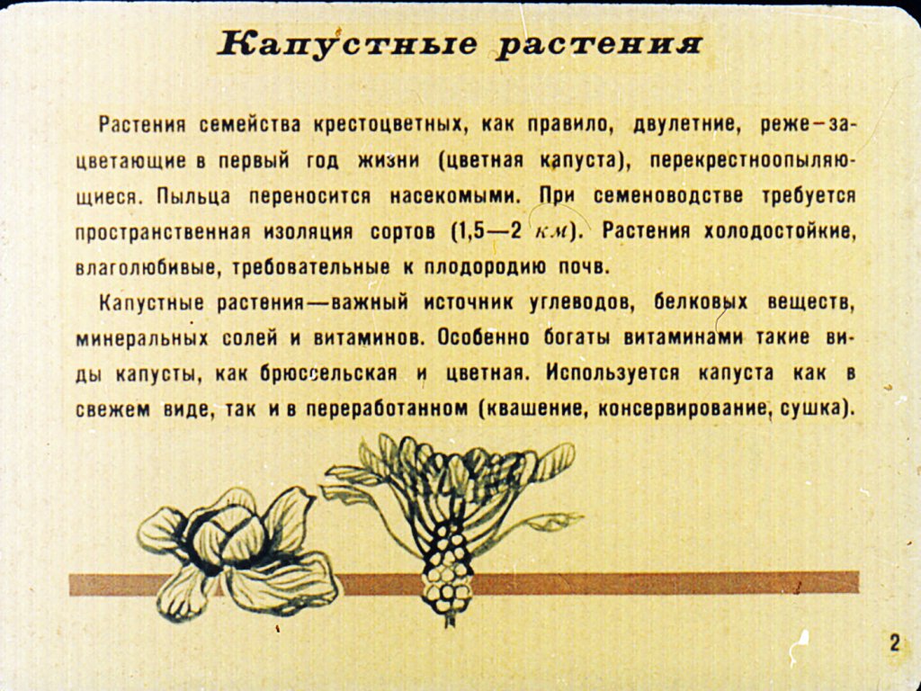 Кадр 3 диафильма «Сорта овощных культур. Часть1»