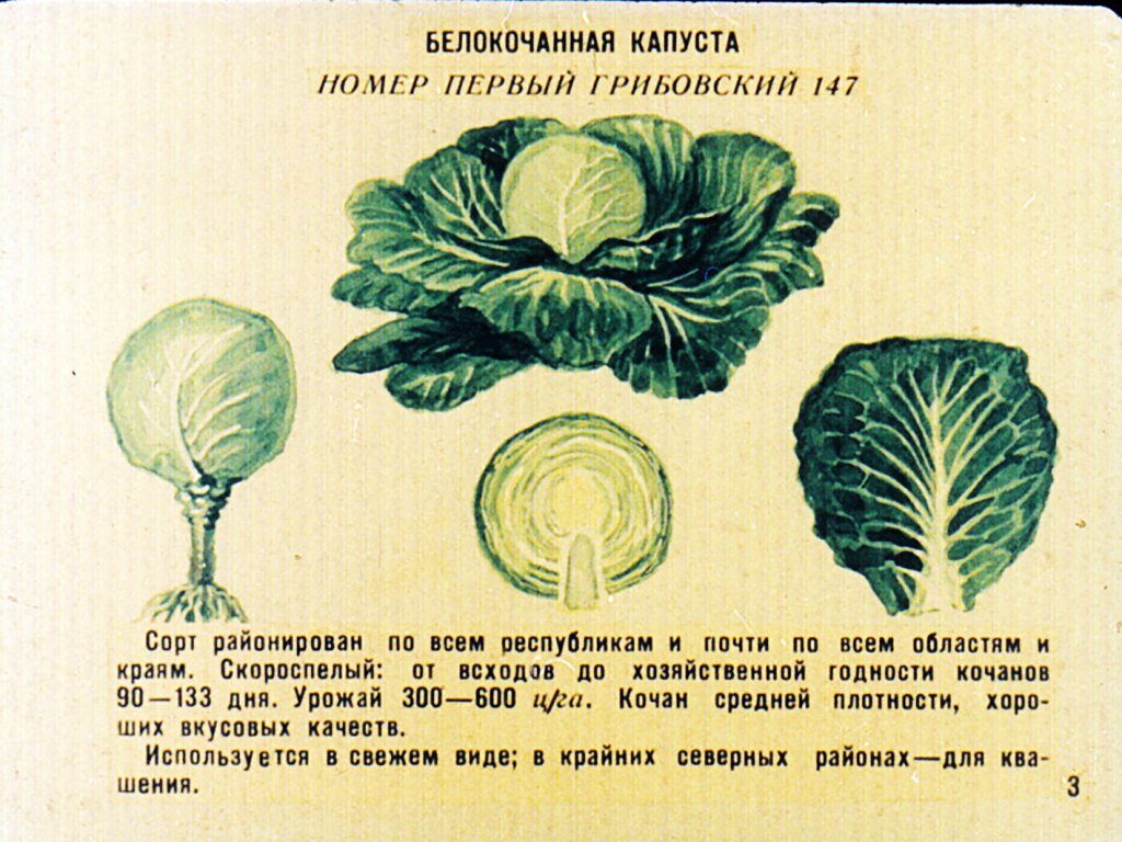 Кадр 4 диафильма «Сорта овощных культур. Часть1»