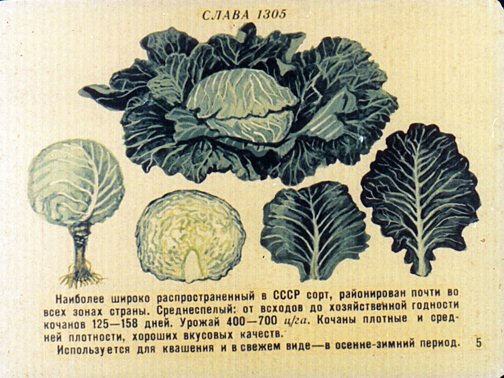 Кадр 6 диафильма «Сорта овощных культур. Часть1»