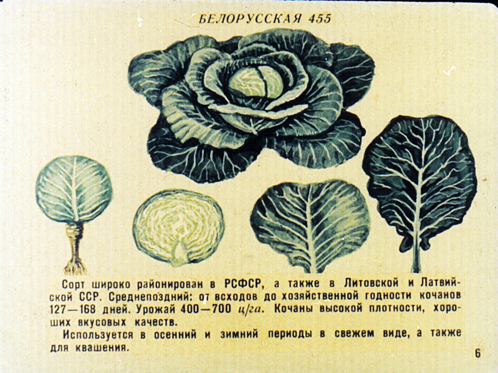 Кадр 7 диафильма «Сорта овощных культур. Часть1»