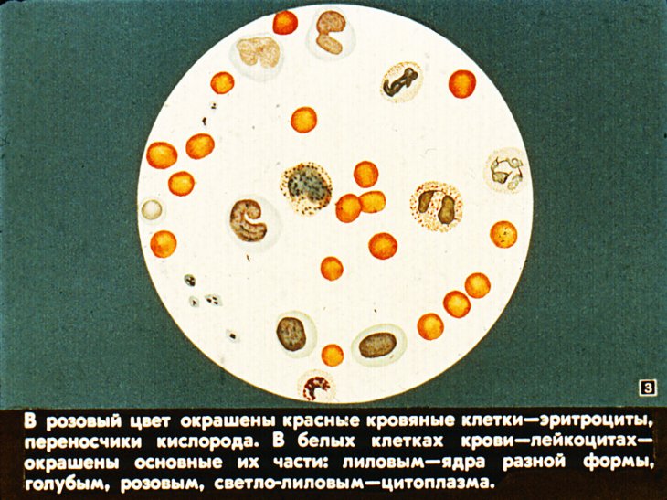 Кадр 3 диафильма «Жизнь клетки»