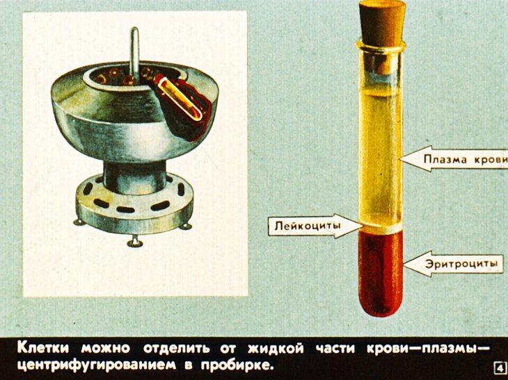 Кадр 4 диафильма «Жизнь клетки»