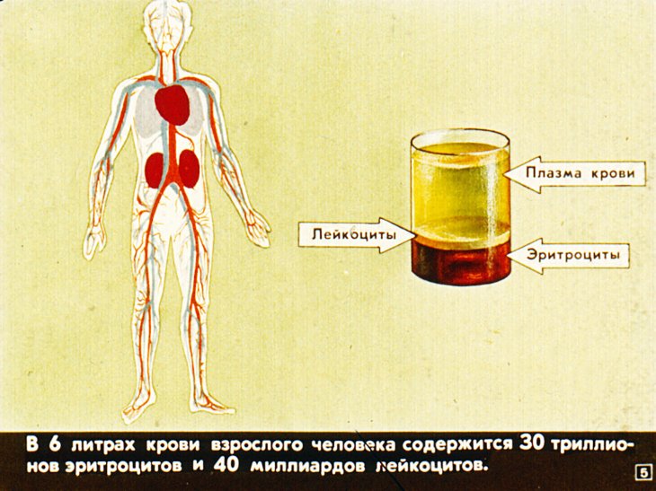 Кадр 5 диафильма «Жизнь клетки»