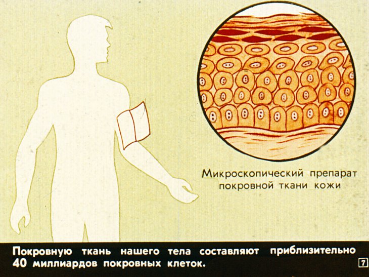 Кадр 7 диафильма «Жизнь клетки»