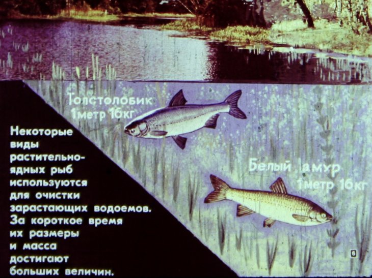 Кадр 6 диафильма «Значение рыб и охрана рыбных богатств»