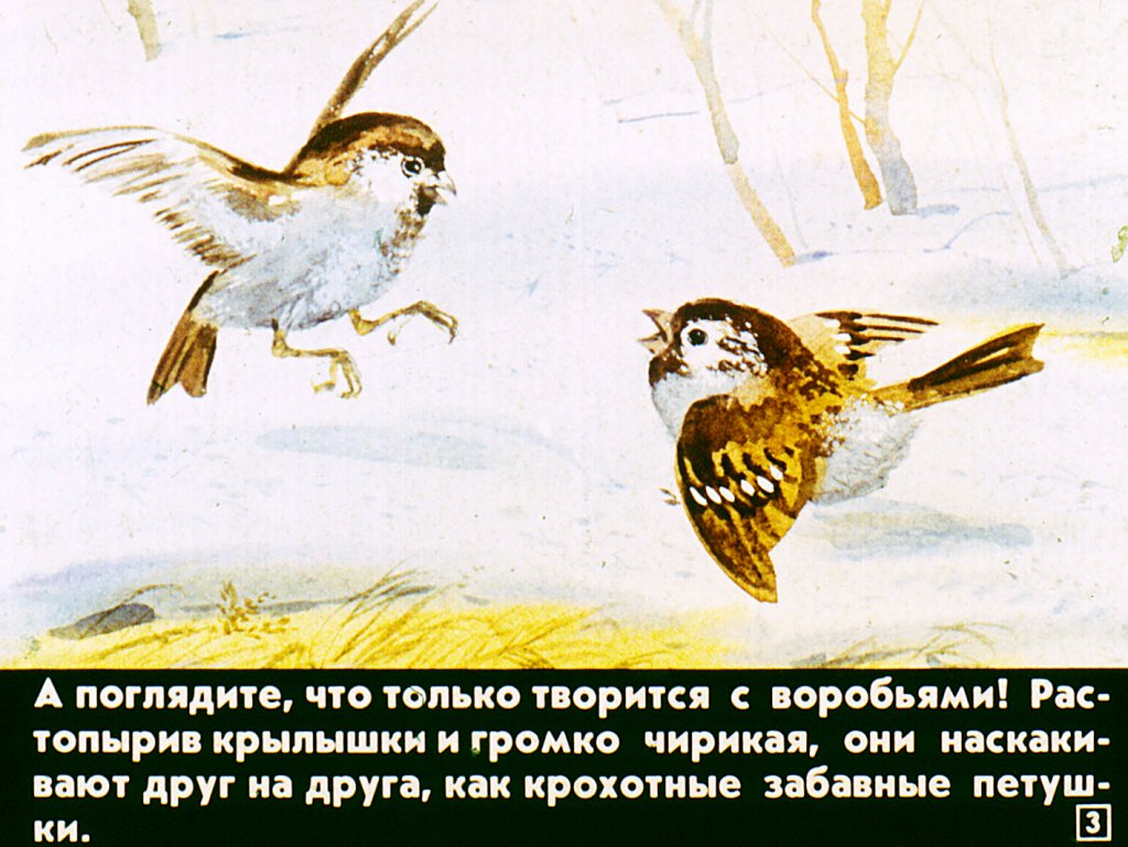 Кадр 3 диафильма «Кто как весну встречает»