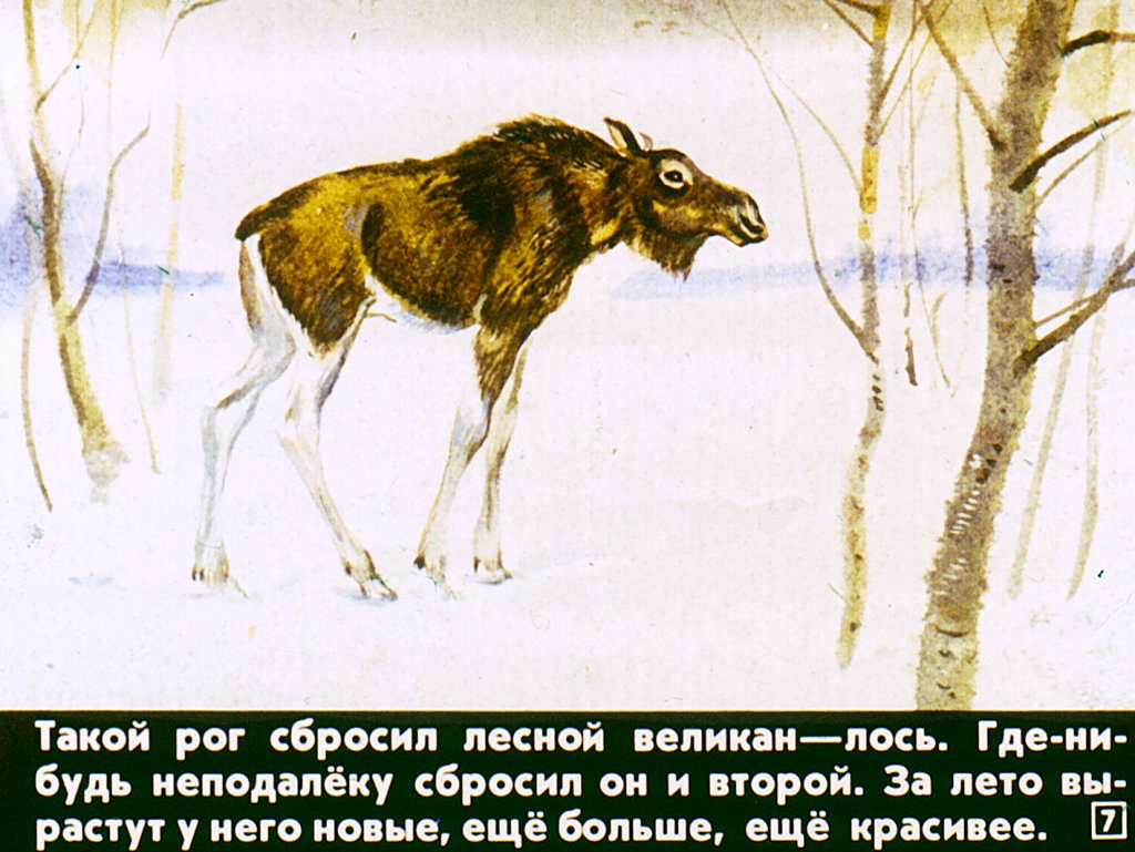 Кадр 7 диафильма «Кто как весну встречает»
