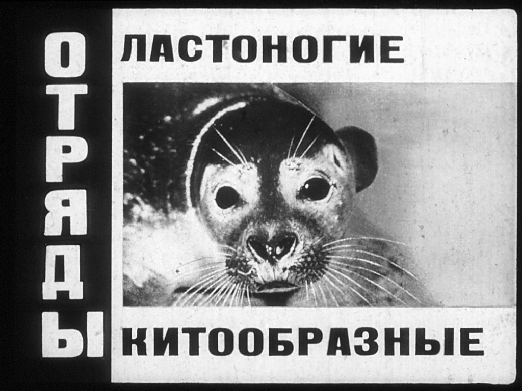 Кадр 1 диафильма «Отряды: ластоногие, китообразные»
