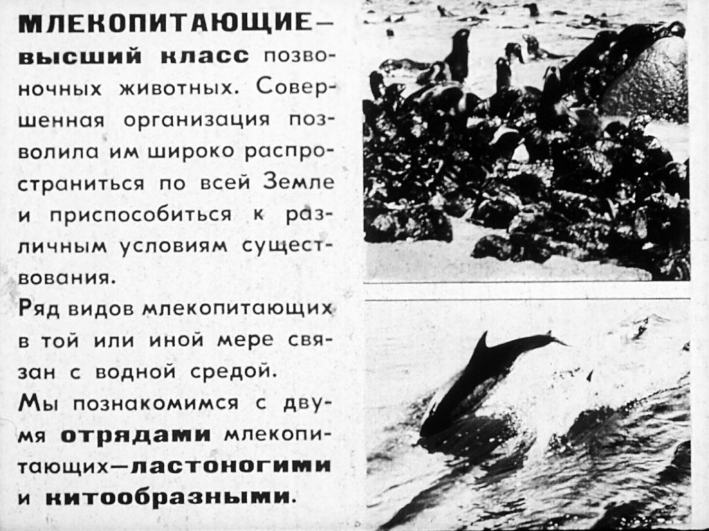 Кадр 2 диафильма «Отряды: ластоногие, китообразные»