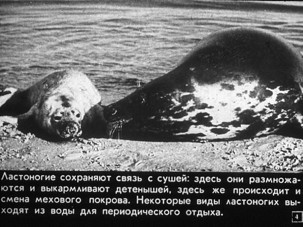 Кадр 4 диафильма «Отряды: ластоногие, китообразные»
