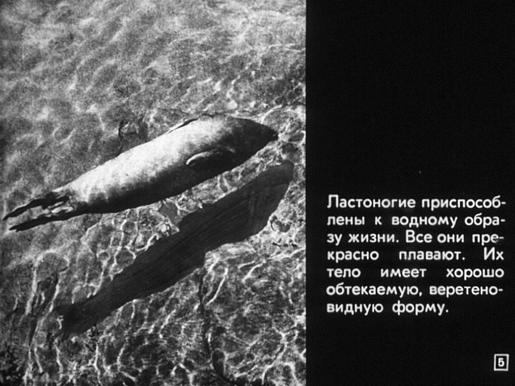 Кадр 5 диафильма «Отряды: ластоногие, китообразные»