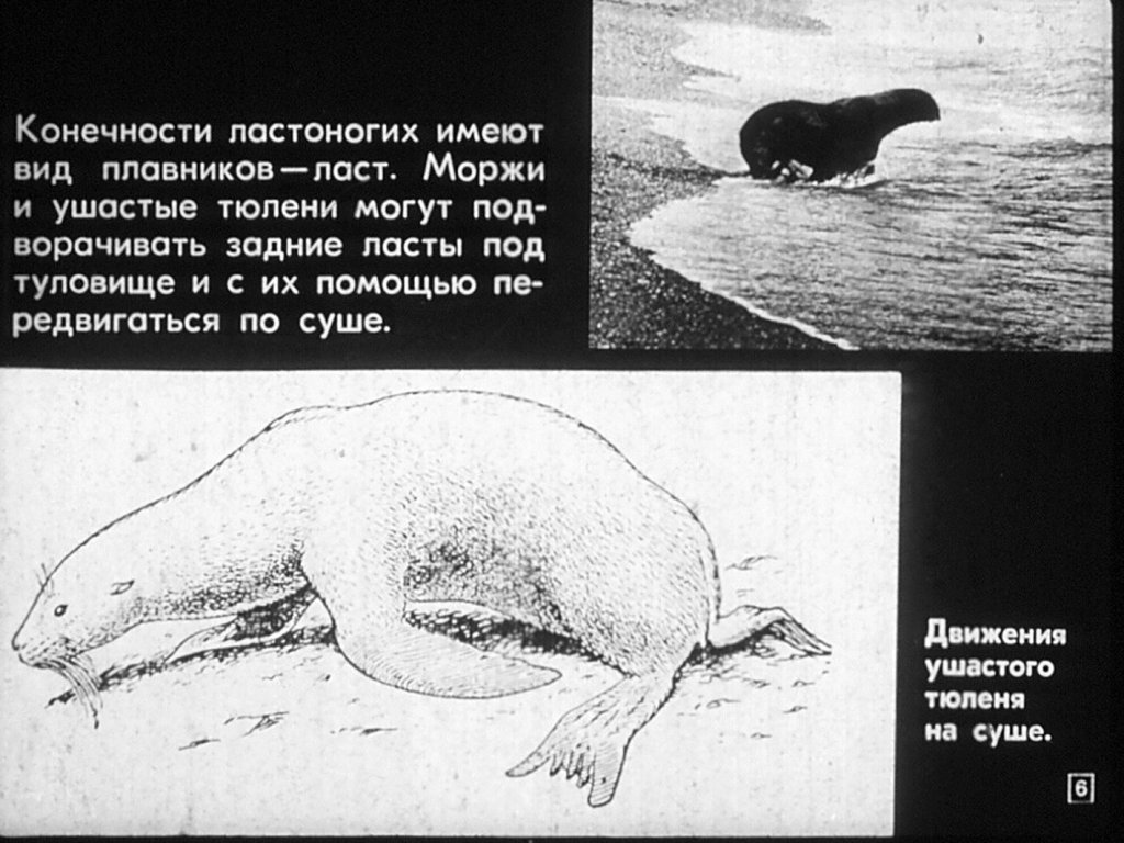 Кадр 6 диафильма «Отряды: ластоногие, китообразные»