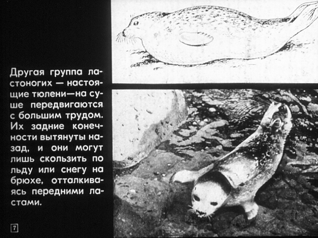Кадр 7 диафильма «Отряды: ластоногие, китообразные»