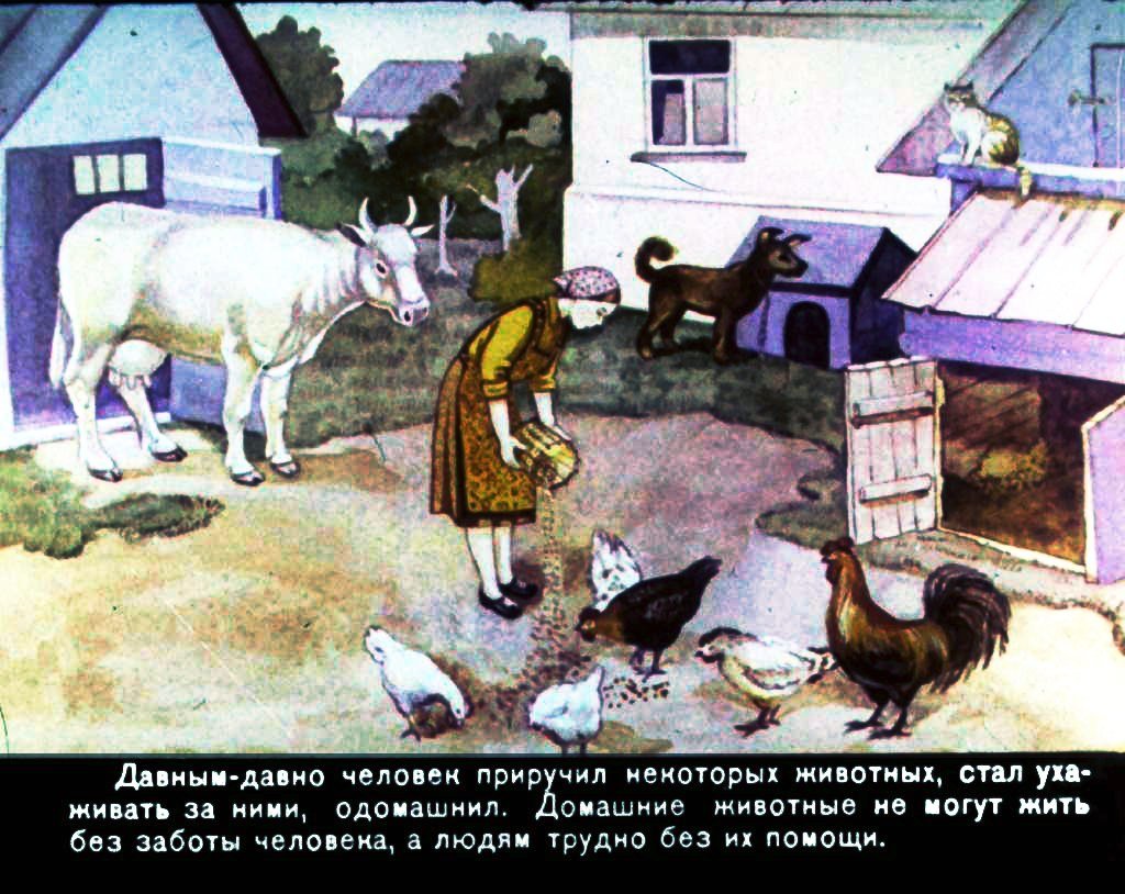 Кадр 2 диафильма «Домашние животные»