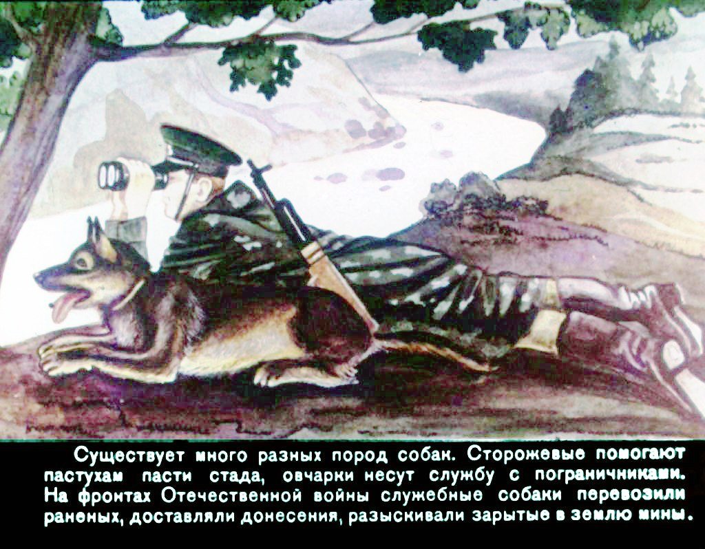 Кадр 4 диафильма «Домашние животные»