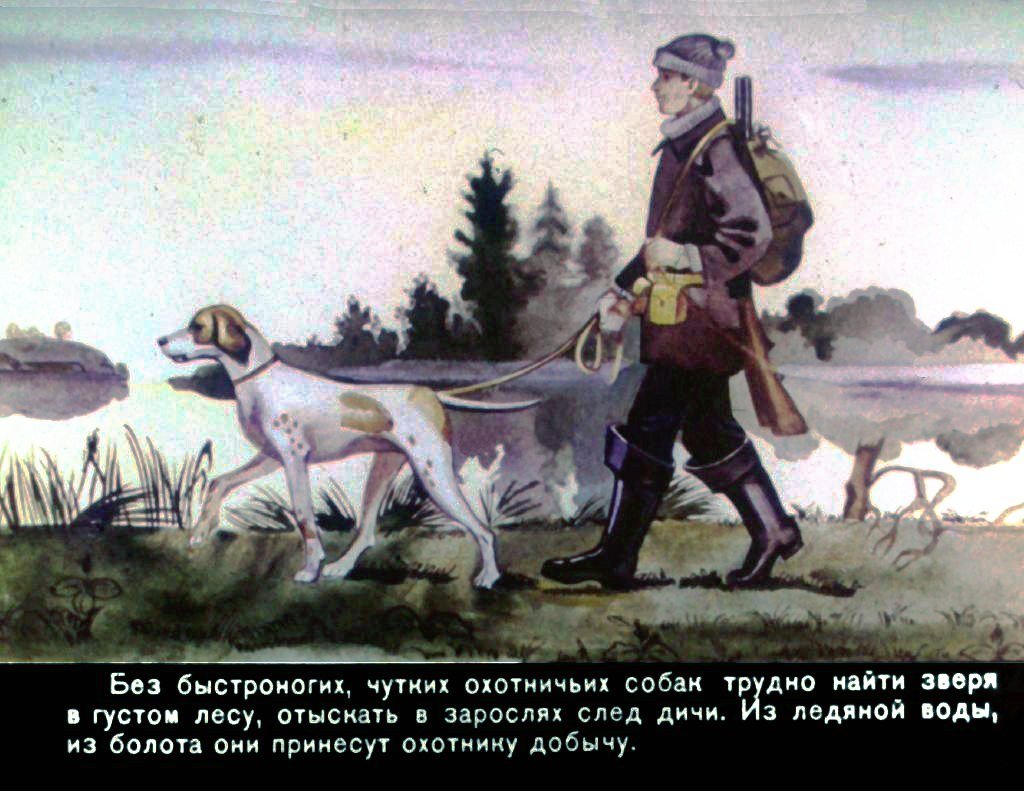 Кадр 5 диафильма «Домашние животные»