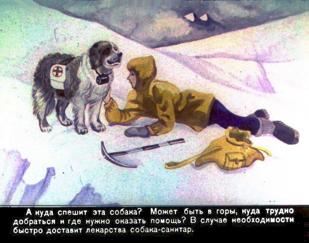 Кадр 6 диафильма «Домашние животные»