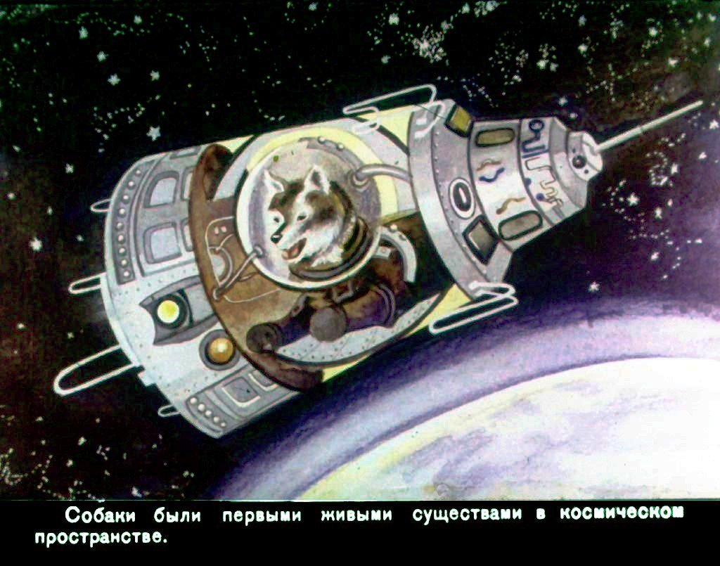 Кадр 7 диафильма «Домашние животные»