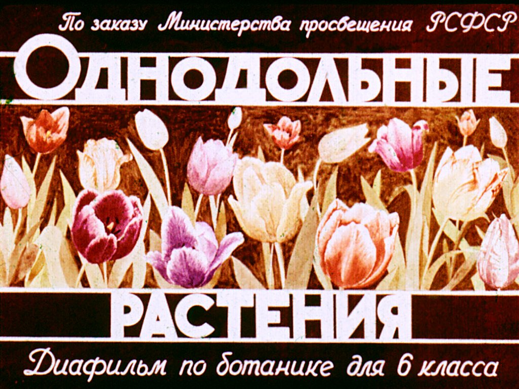 Кадр 1 диафильма «Однодольные растения»