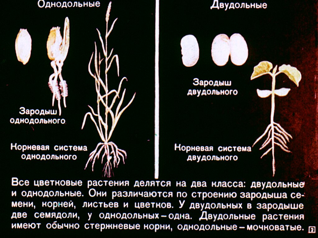 Кадр 2 диафильма «Однодольные растения»