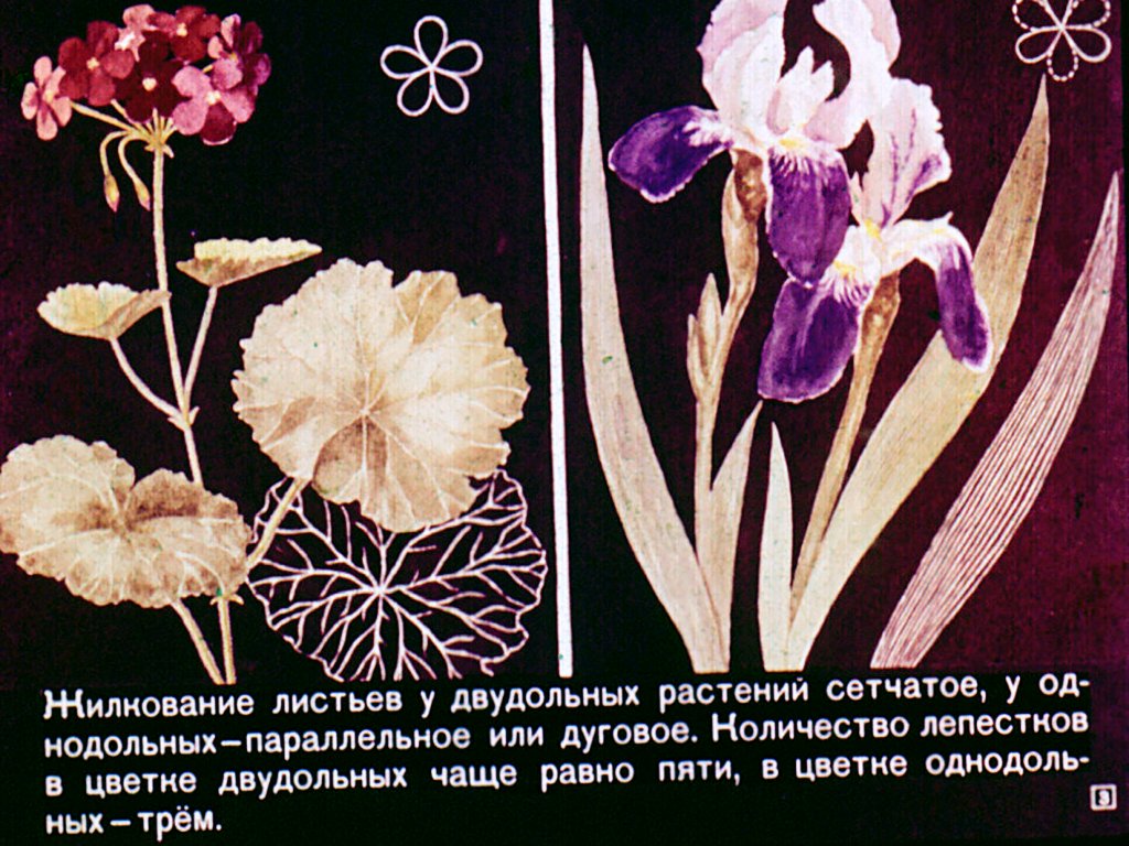 Кадр 3 диафильма «Однодольные растения»