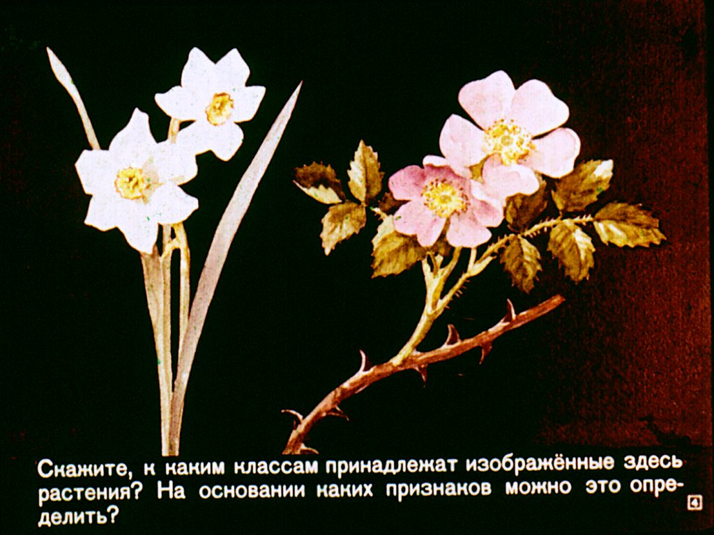 Кадр 4 диафильма «Однодольные растения»