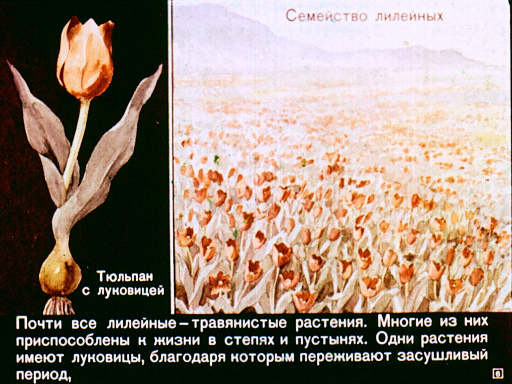 Кадр 6 диафильма «Однодольные растения»