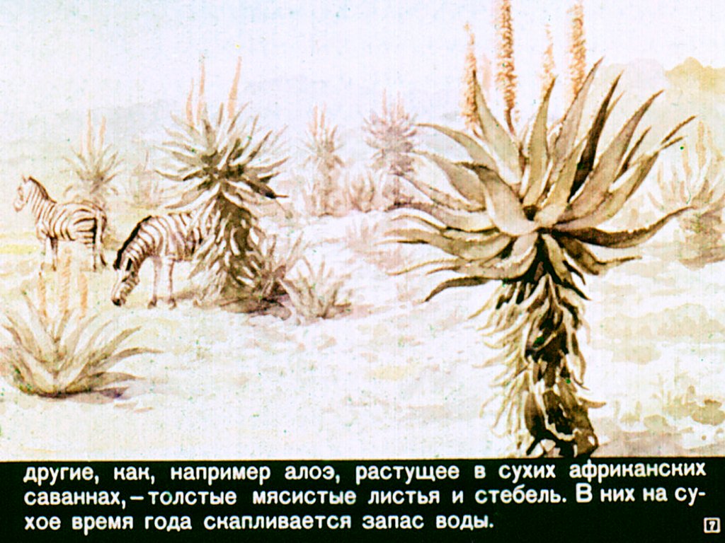 Кадр 7 диафильма «Однодольные растения»