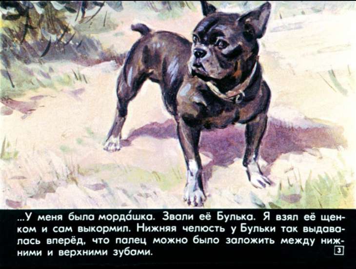 Кадр 3 диафильма «Булька»